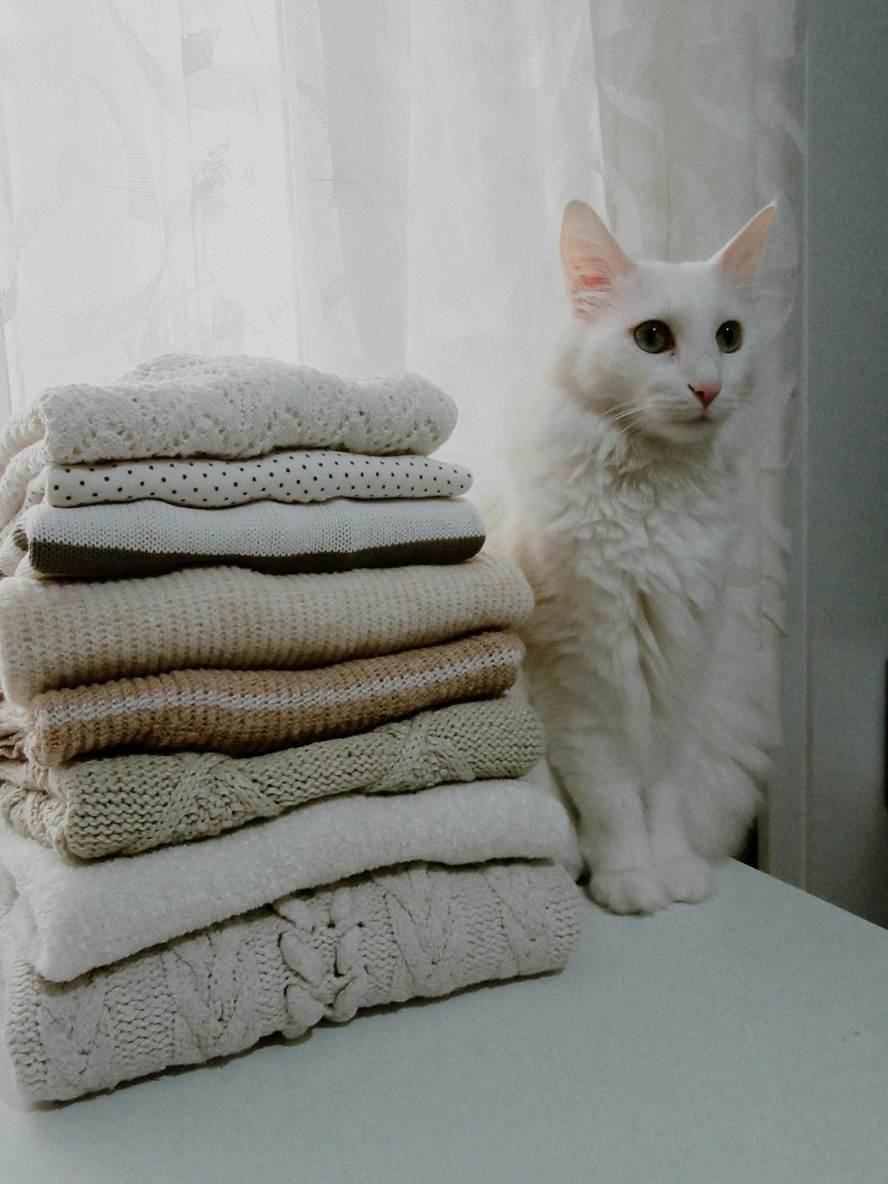 Tendências de Roupas para Pets: Conforto e Estilo no Inverno